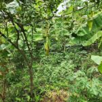 Haïti, Jardin botanique de Ouanaminthe