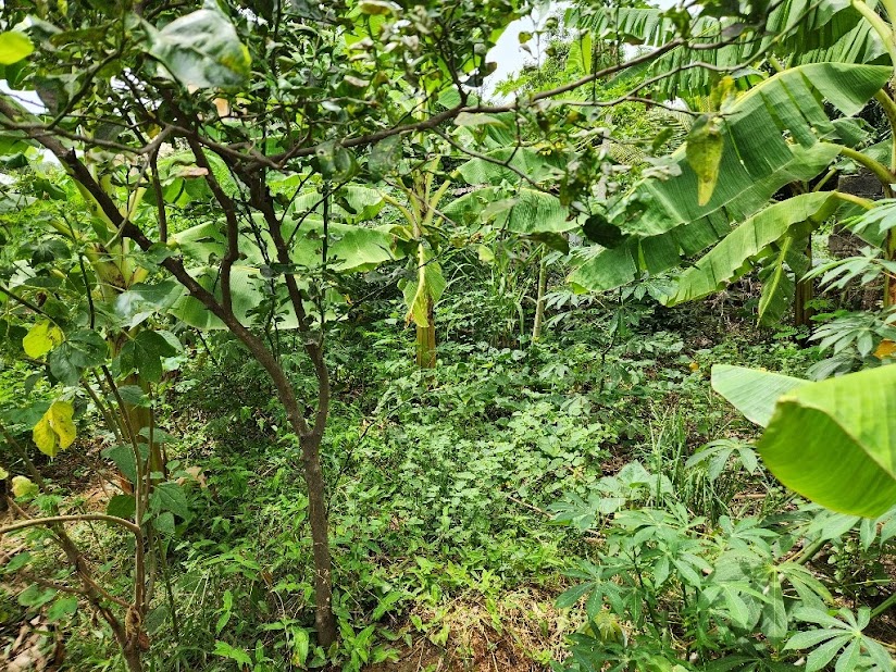 Haïti, Jardin botanique de Ouanaminthe