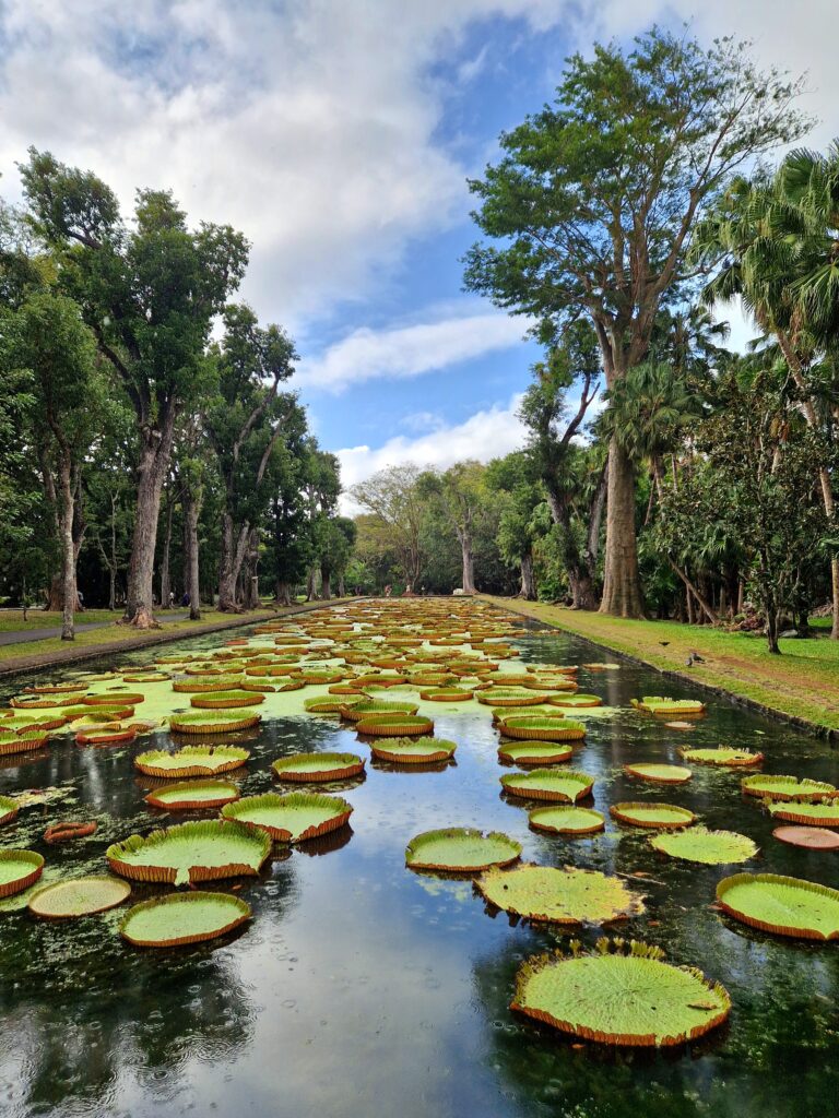 Maurice, jardin de pamplemousse