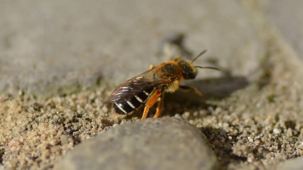 trottoir, insectes