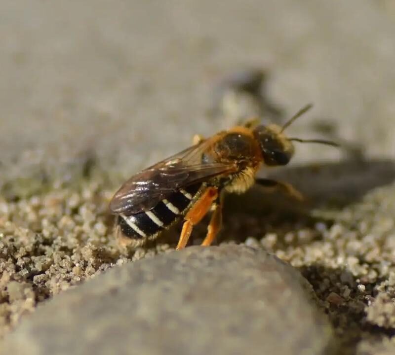 trottoir, insectes