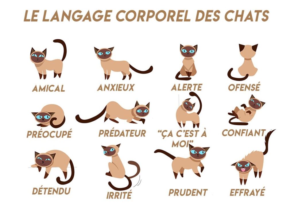 animaux, langue, langage