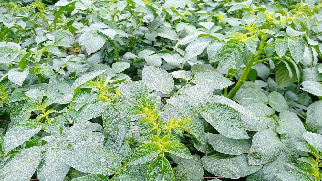 patate-pomme de terre-feuilles