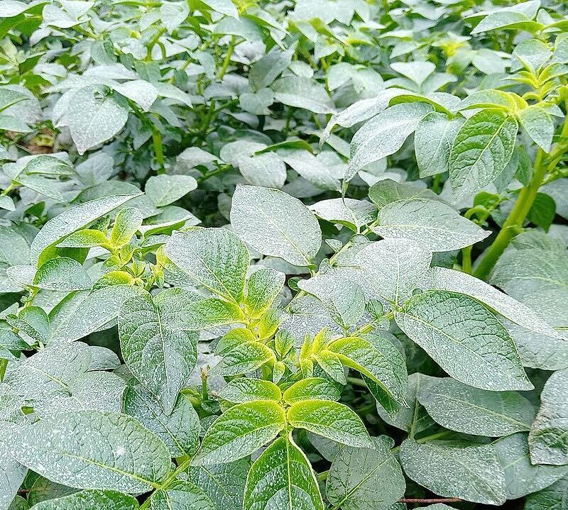 patate-pomme de terre-feuilles