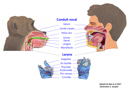 animaux, langue, langage