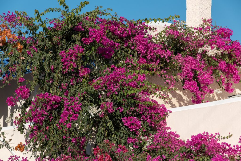 Jeanne Barret, Bougainville