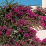 Jeanne Barret, Bougainville