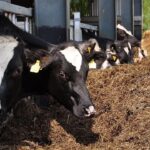 vaches-elevage-grippe aviaire