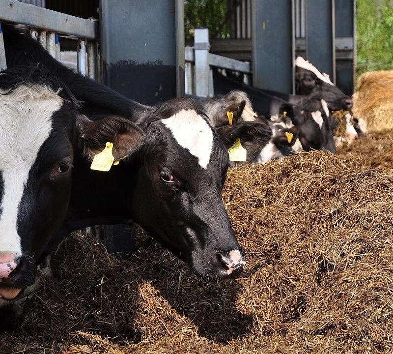 vaches-elevage-grippe aviaire