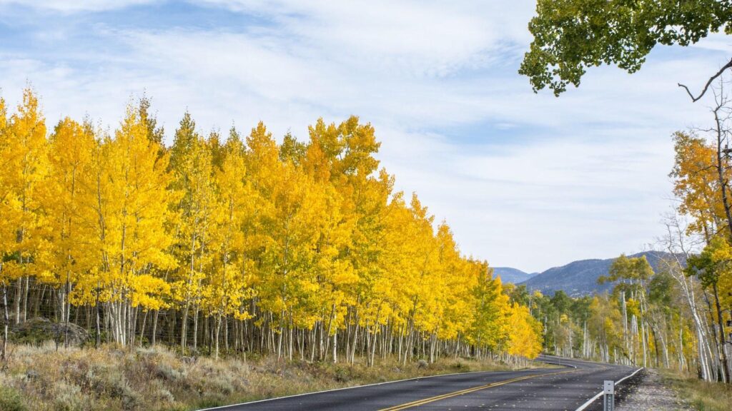 arbre-Pando-peupliers-Utah