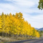 arbre-Pando-peupliers-Utah
