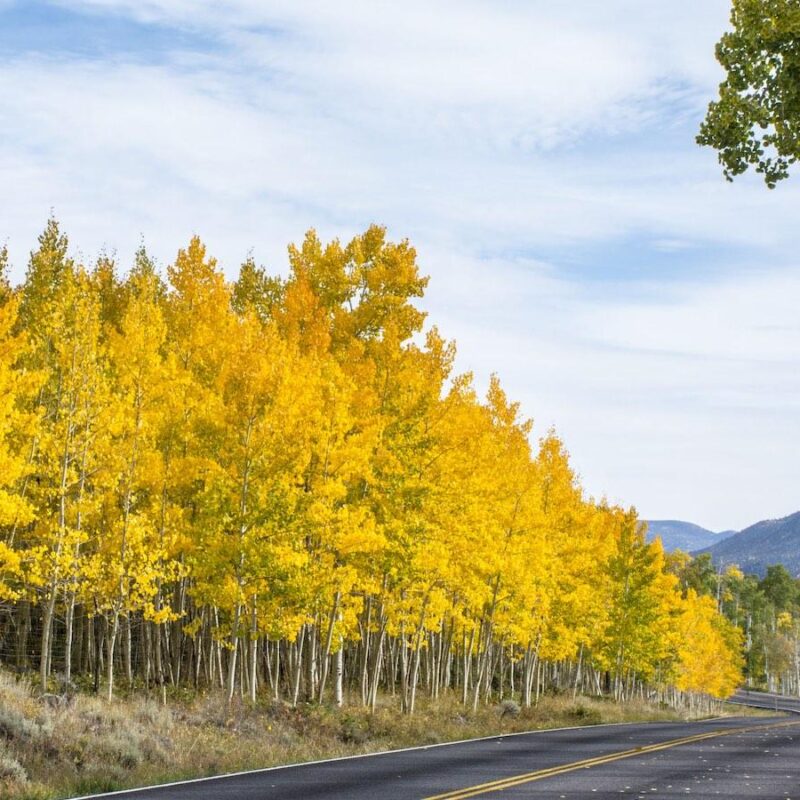 arbre-Pando-peupliers-Utah