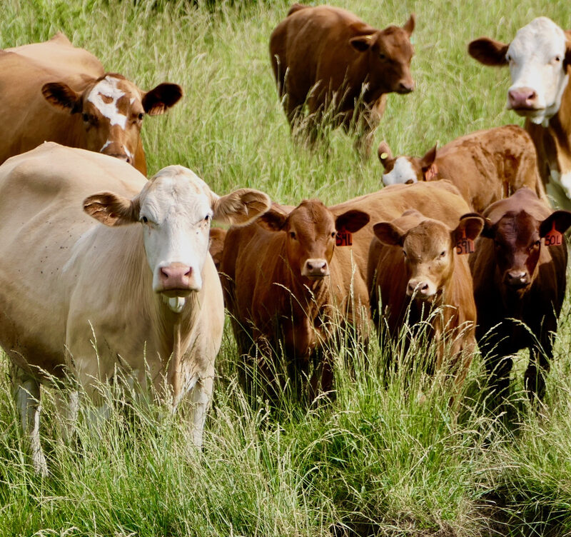 grippe aviaire, vache