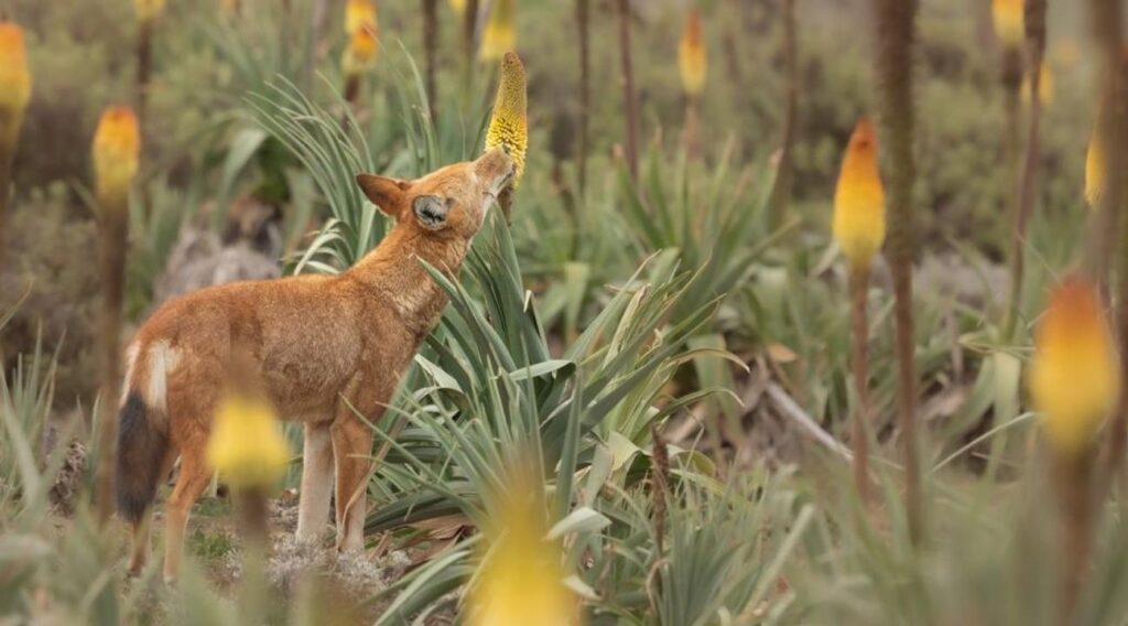 pollinisateur, loup-ethopien-nectar