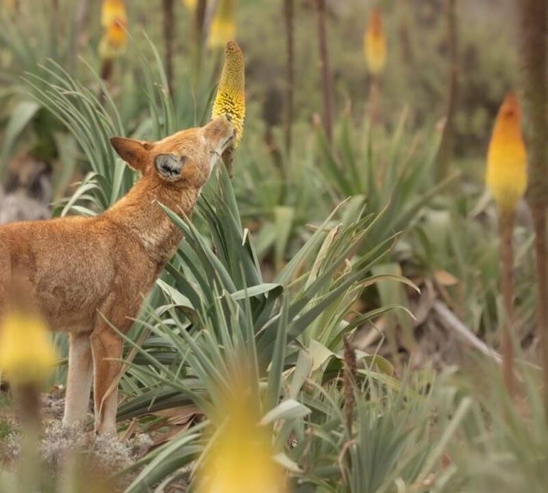 pollinisateur, loup-ethopien-nectar