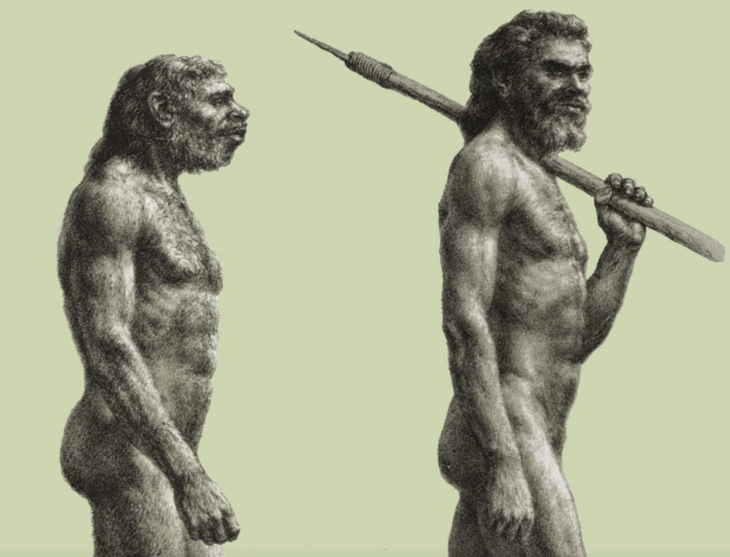 néandertaliens, homo sapiens