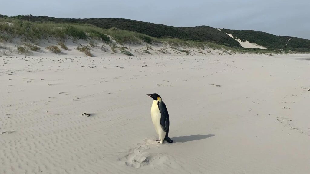 manchot, Antarctique, Australie