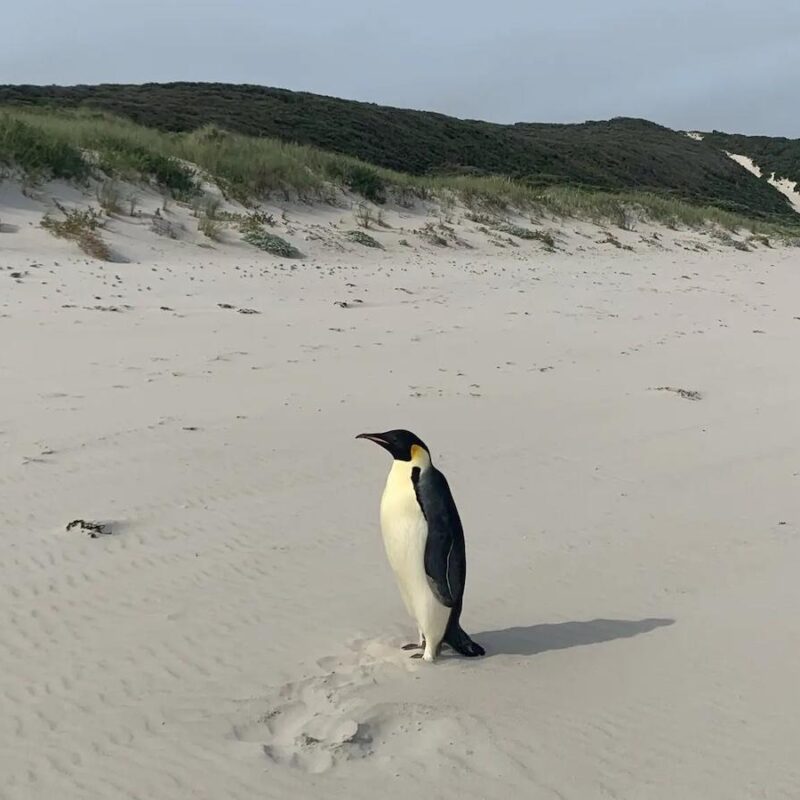 manchot, Antarctique, Australie