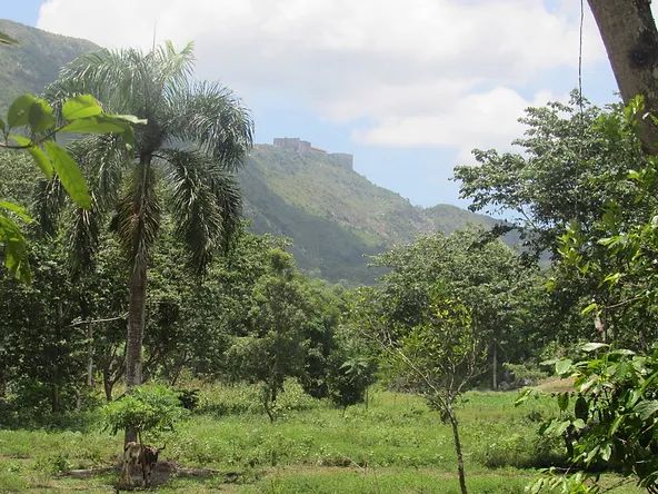 Haïti, café