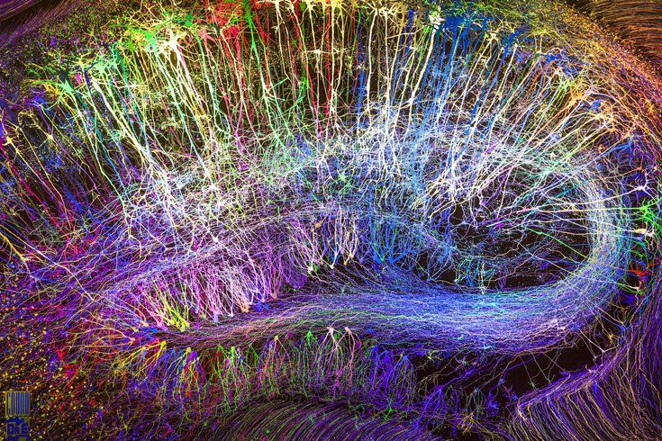 neurones