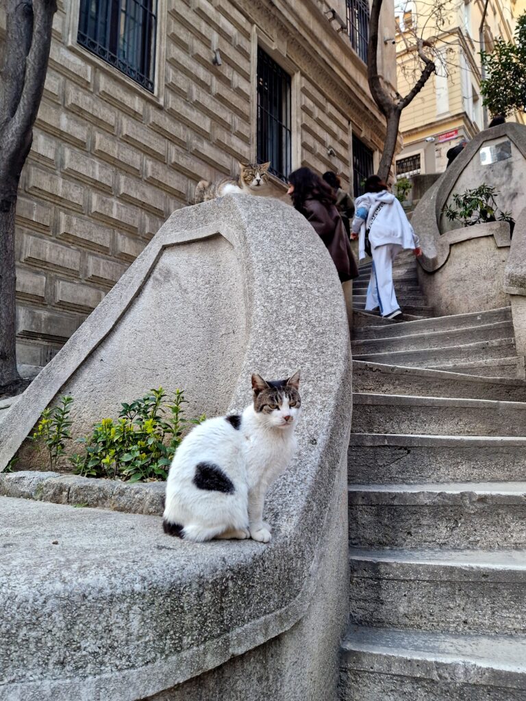 Istanbul chats