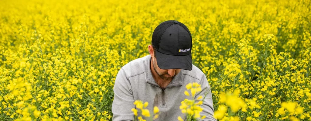 Canola