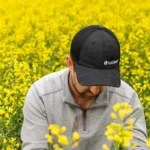 Canola