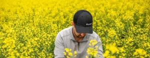 Canola