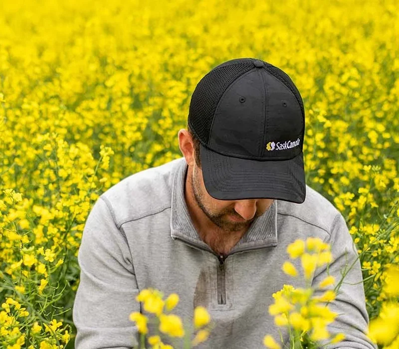 Canola