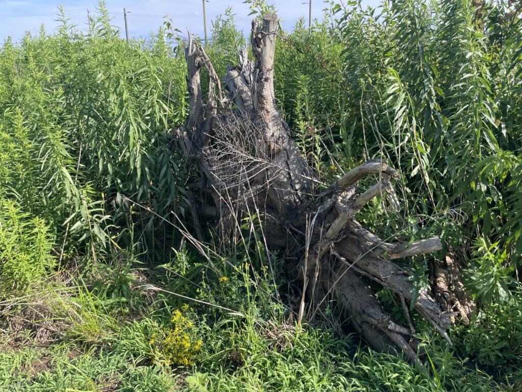 Parc Biidaasige, Port de Toronto, Embouchure de la rivière Don
