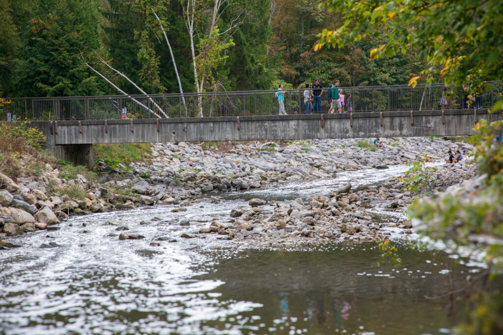 Migration des saumons