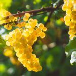 Vin, Chardonnay