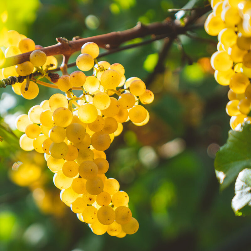 Vin, Chardonnay