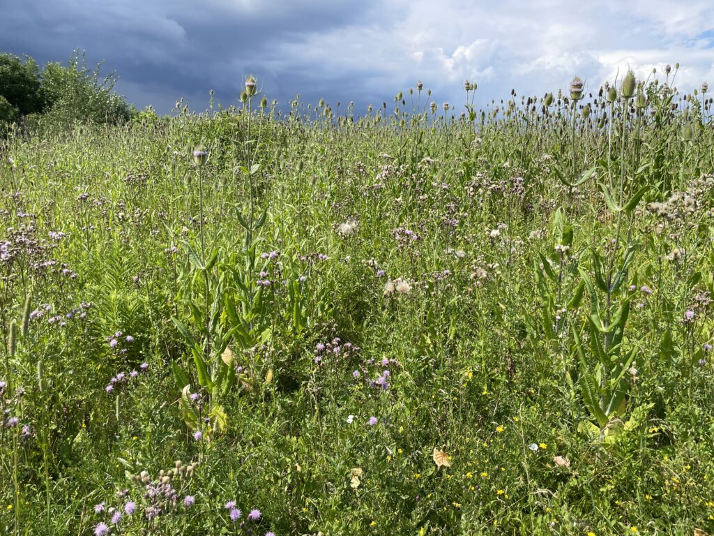 Parc Downsview