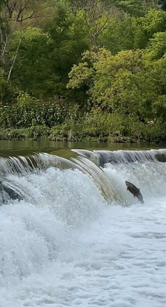 Migration des saumons
