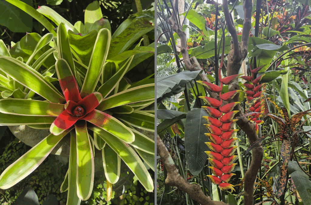 barbade Fleurs tropicales Hunte's Gardens