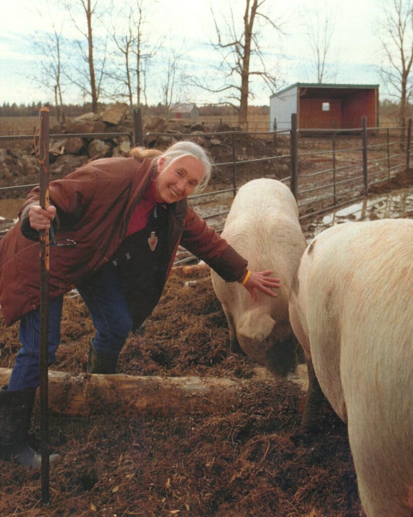 Jane Goodall