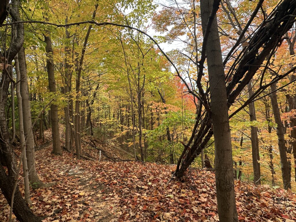 Don Mills Trail, Wilket Creek
