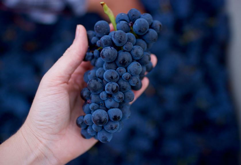 vin, Pinot Noir