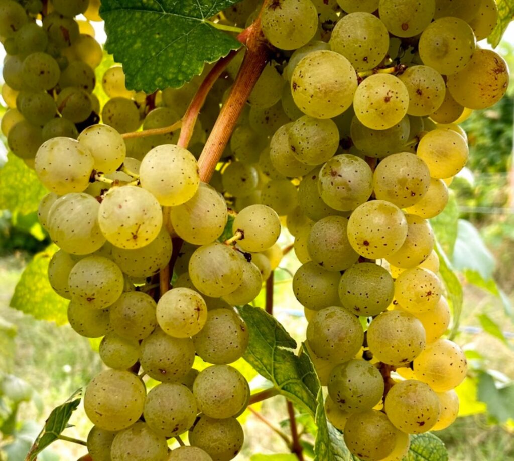 vin, Riesling