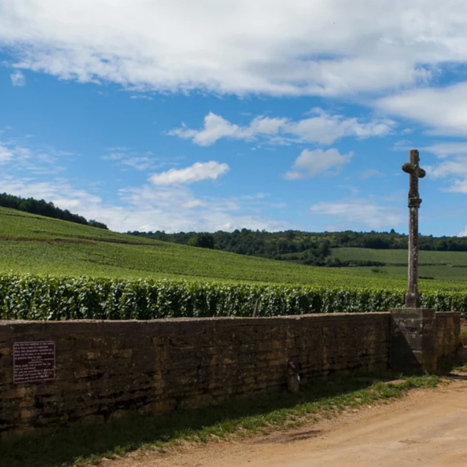 vin, Pinot Noir