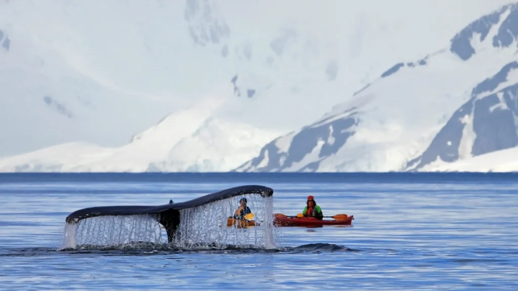 croisières, Secret Atlas, Antarctique
