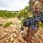 vins, Grenache