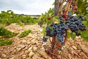 vins, Grenache