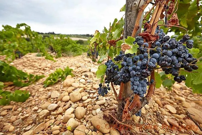 vins, Grenache