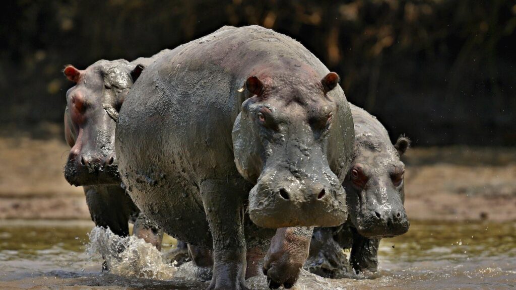 hippopotames