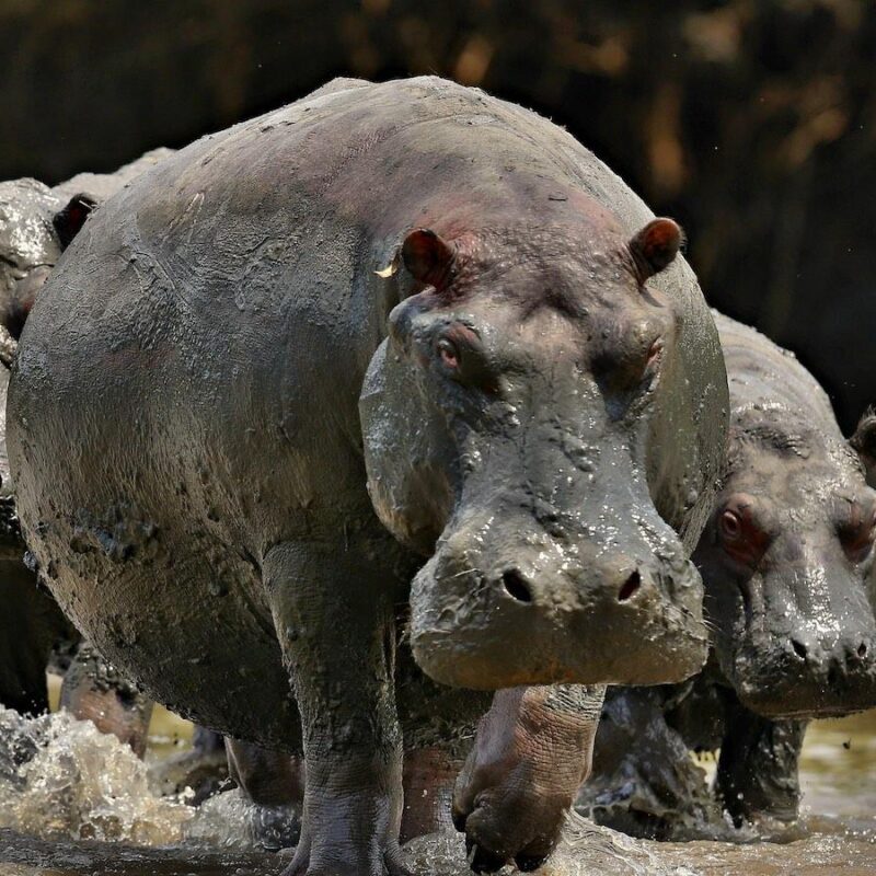 hippopotames
