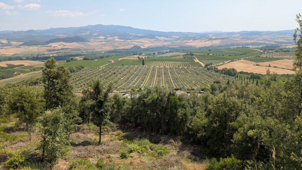 vins, cépage Sangiovese