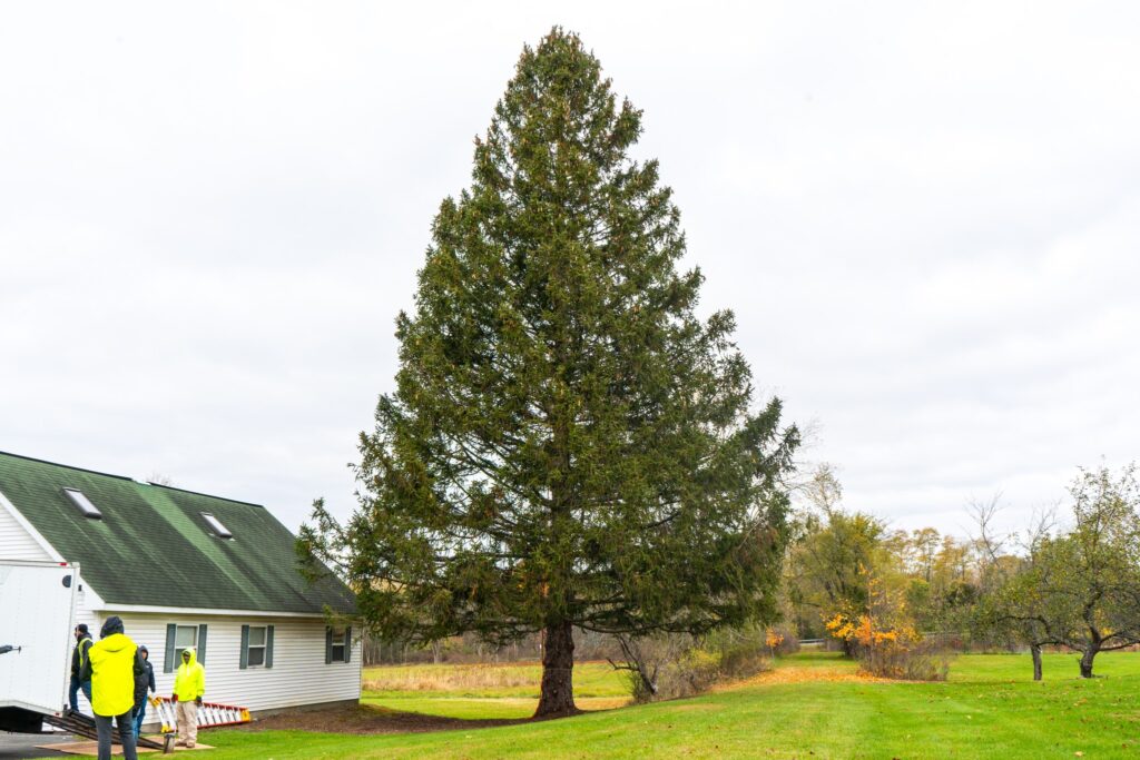 sapin Rockefeller Centre New York