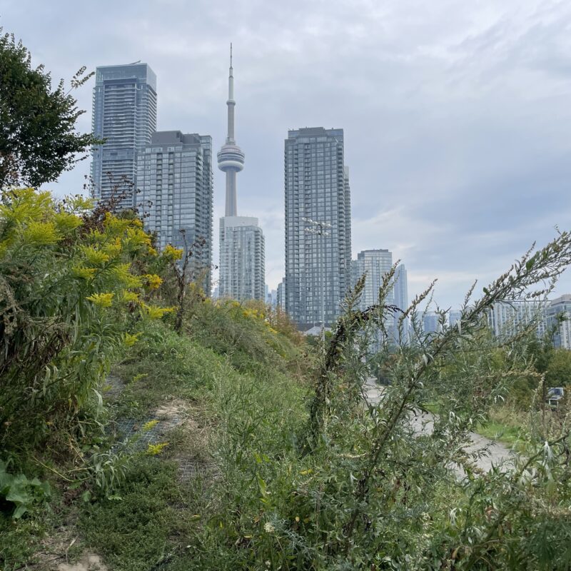 arbres, forêt urbaine